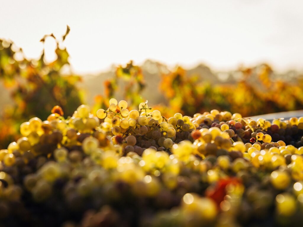 Φρεσκοκομμένα σταφύλια